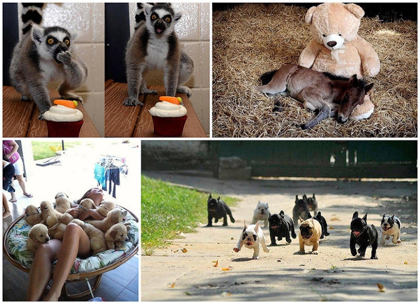 50 fotografías de animales que simplemente debes ver