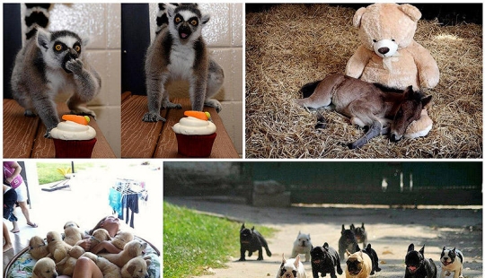50 fotografías de animales que simplemente debes ver