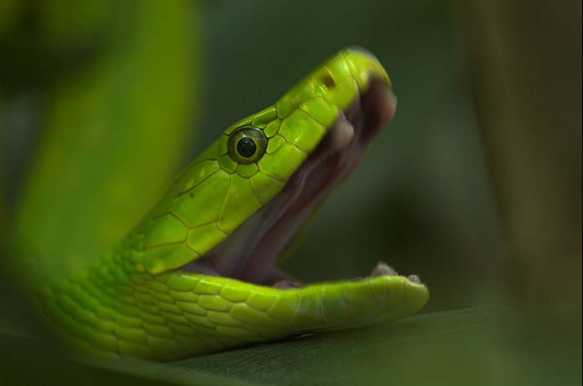 50 fotos de adorables serpientes