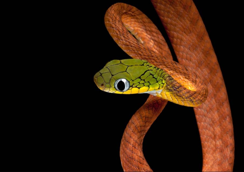 50 fotos de adorables serpientes