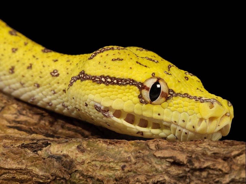 50 fotos de adorables serpientes