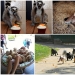 50 fotos de animales que debes ver
