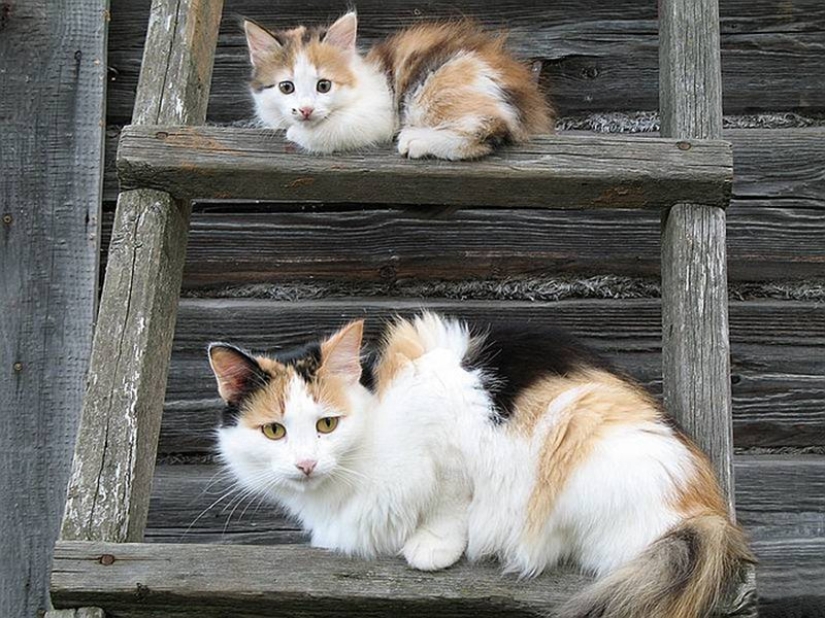 50 guapo gatos y sus adorables mini-copias