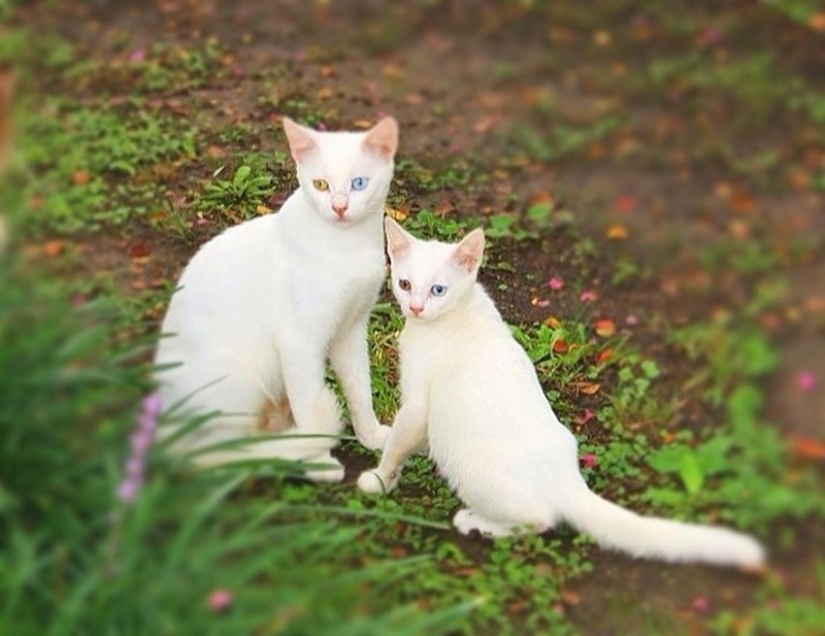 50 guapo gatos y sus adorables mini-copias