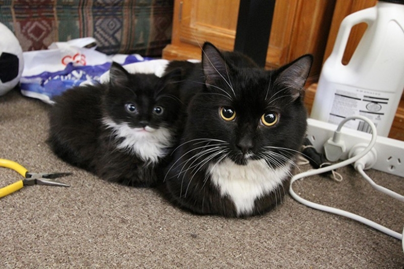 50 handsome cats and their adorable mini-copies