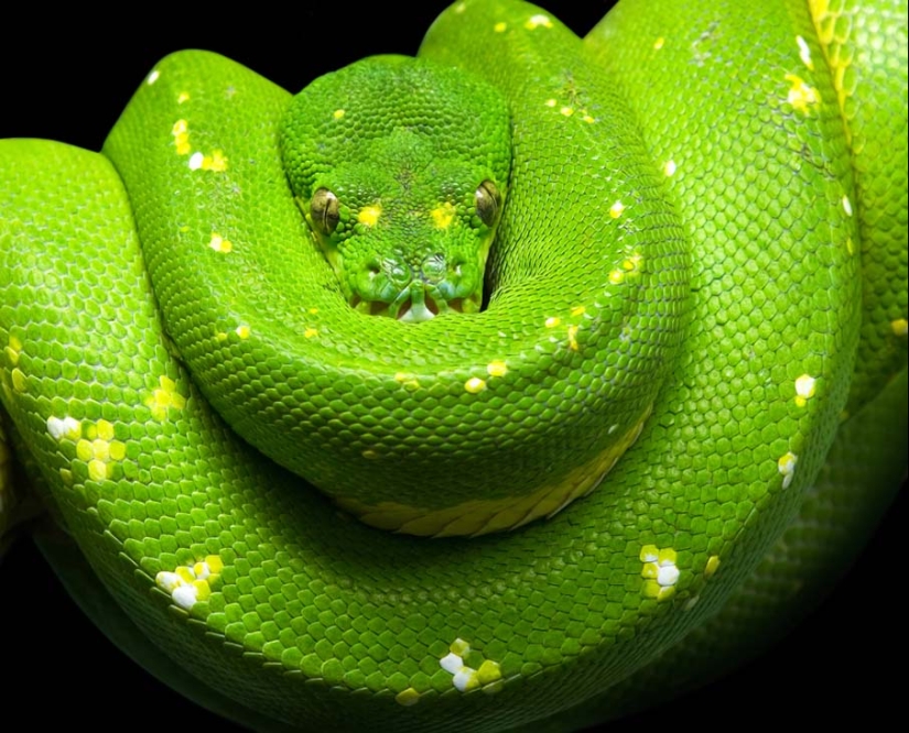 50 photos of adorable snakes