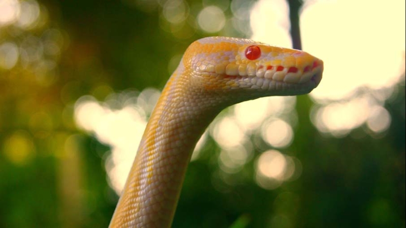 50 photos of adorable snakes
