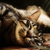 6 hábitos lindos de los gatos y sus explicaciones inesperadas