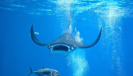 7 animales aterradores que no debes temer 7 animales aterradores que no debes temer