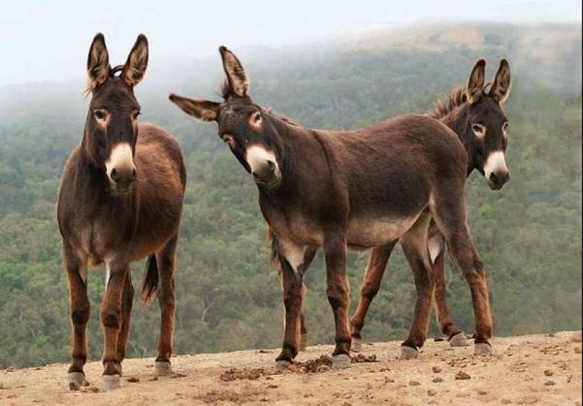 7 curiosidades sobre los burros que te harán respetar a este animal