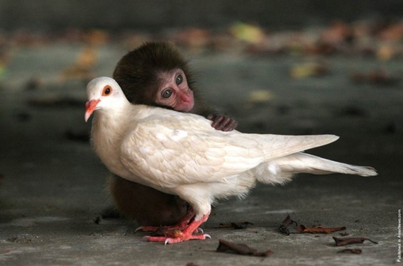 7 examples of an unusual friendship between animals