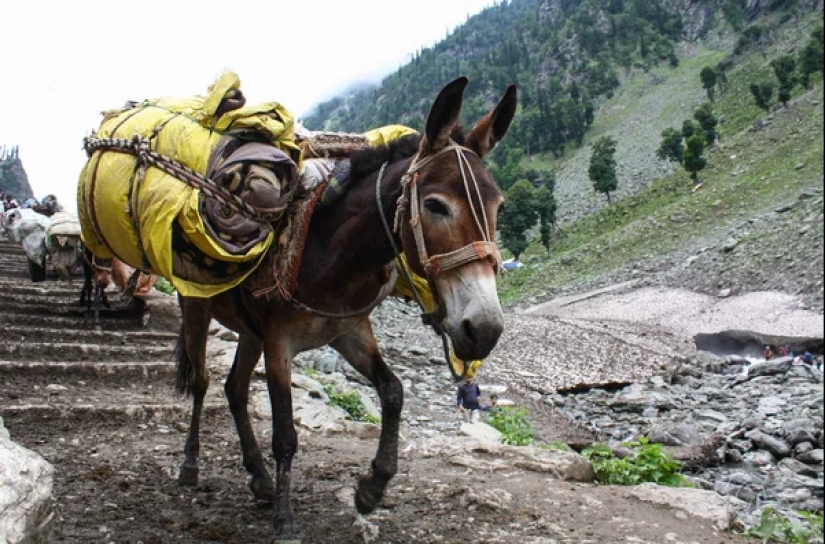7 facts about donkeys that will make you respect this animal