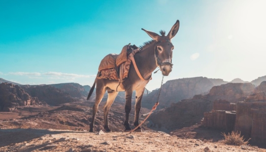 7 facts about donkeys that will make you respect this animal