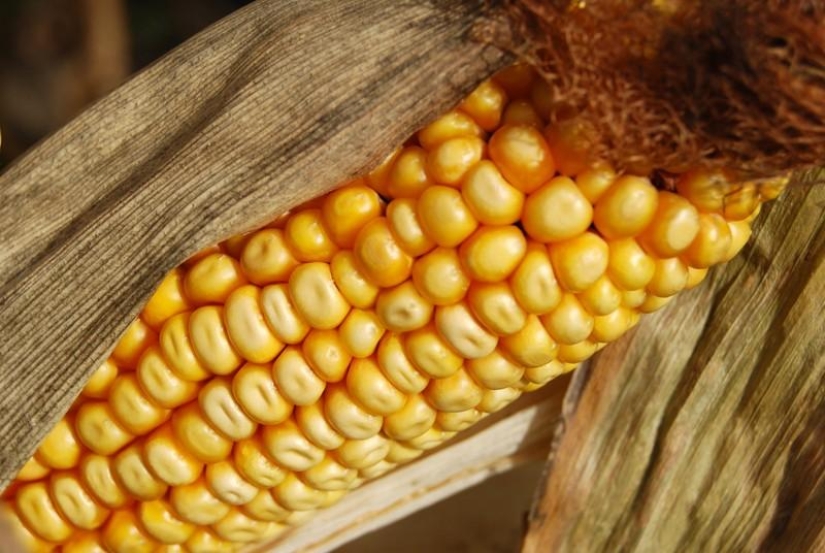 7 GMO foods that will blow your mind