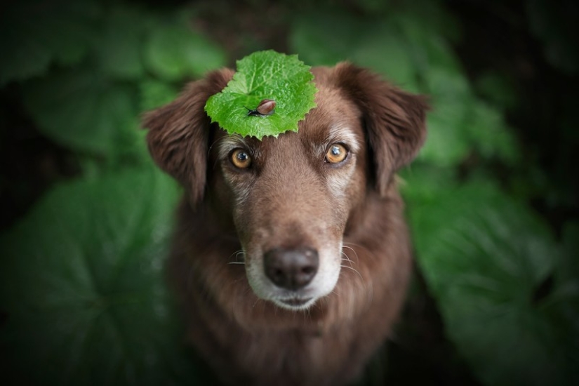 7 life hacks that will allow you to capture the" soul " of any animal in the photo