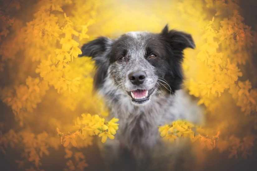 7 life hacks that will allow you to capture the" soul " of any animal in the photo