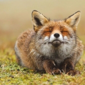 7 most cutest types of foxes
