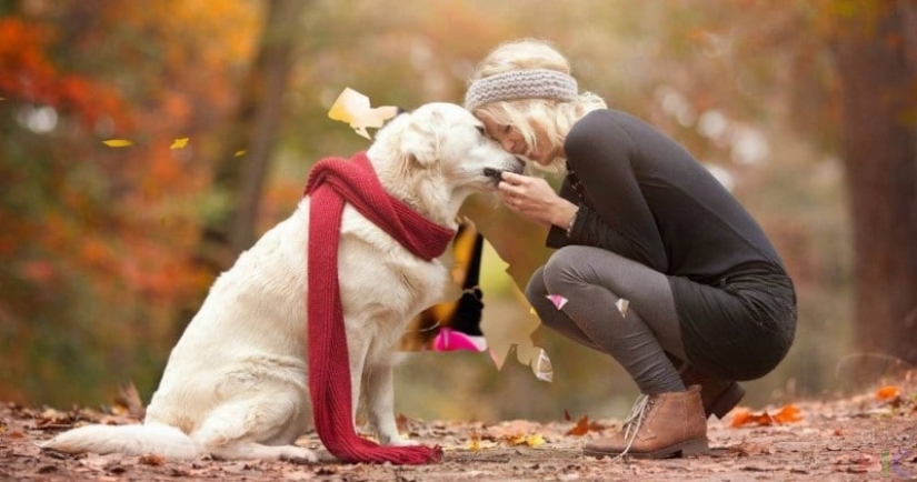 7 rules by which a dog chooses its owner when living in a family