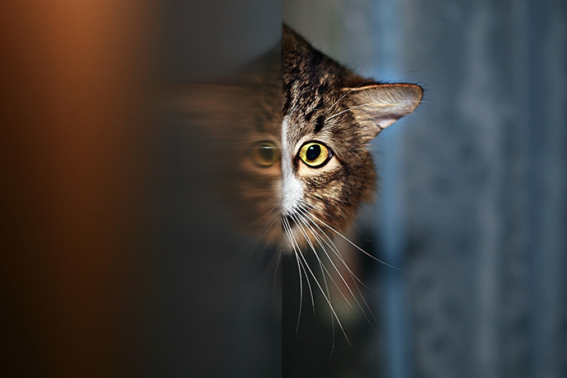 7 sure ways to turn any cat against you