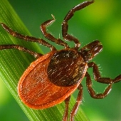 7 tips on how to avoid a tick bite
