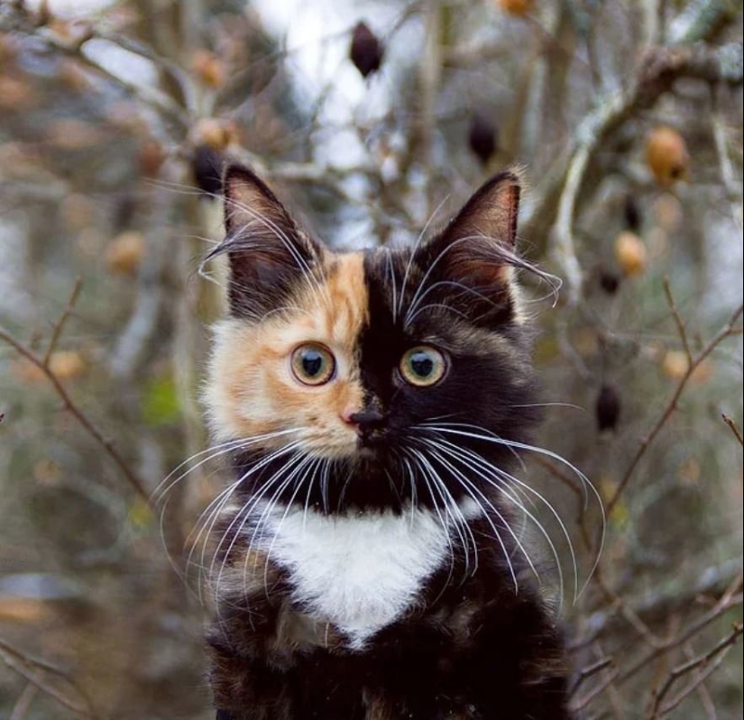 8 cats that nature has awarded with an unusual color