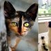 8 cats that nature has awarded with an unusual color