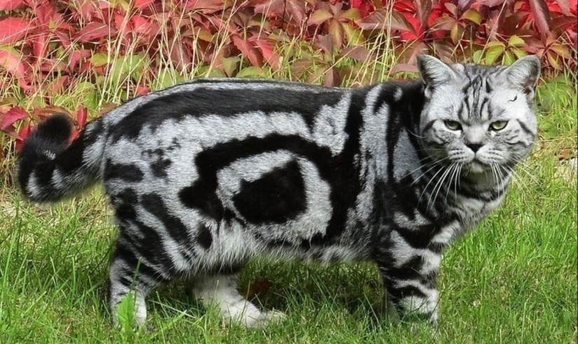 8 gatos que la naturaleza ha premiado con un color inusual