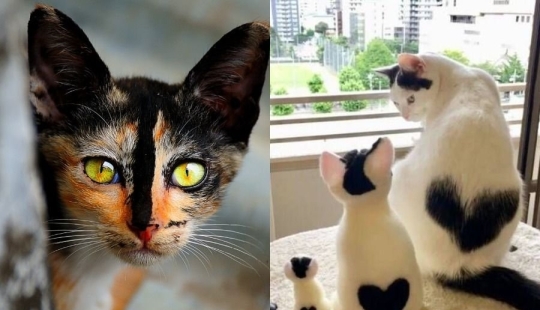 8 gatos que la naturaleza ha premiado con un color inusual