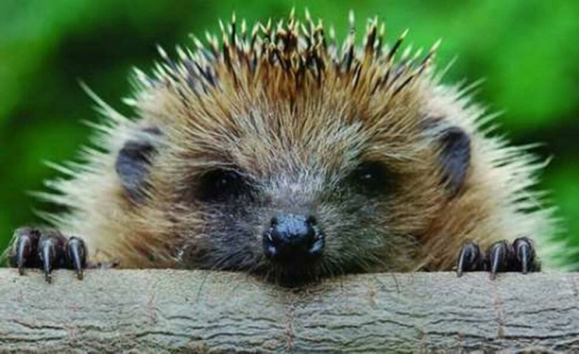 8 unexpected facts about hedgehogs — the most brutal animals of our latitudes