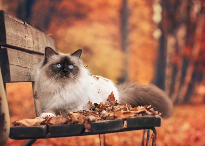 9 mandatory things, without which never comes autumn