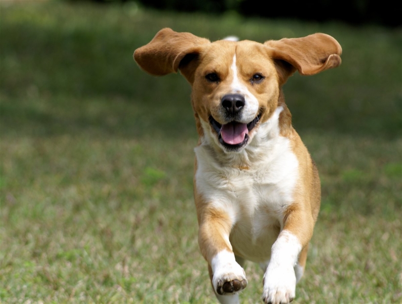 9 scientifically proven reasons to get a dog