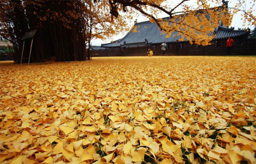 A 1400-year-old tree showered a Buddhist temple with a mountain of bright yellow leaves