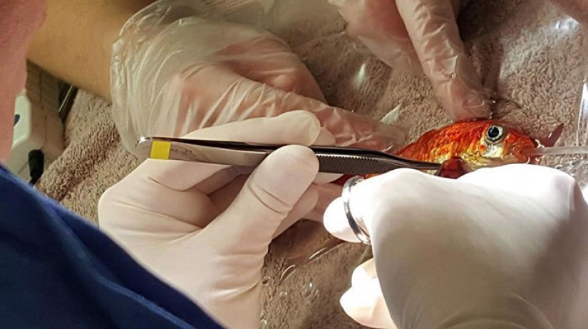 A 20-year-old goldfish could have died from a tumor, but she got the best owners in the world