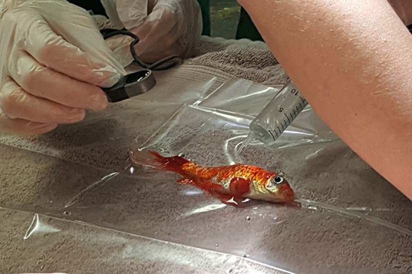 A 20-year-old goldfish could have died from a tumor, but she got the best owners in the world