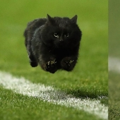 A black cat jumped onto the field during a rugby match and became a hero of the photojab