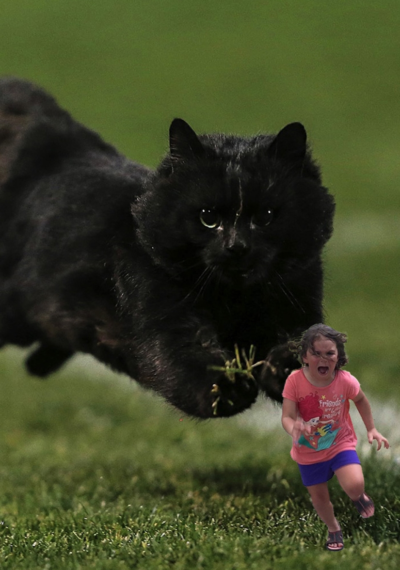 A black cat jumped onto the field during a rugby match and became a hero of the photojab