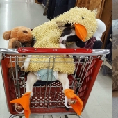 A blind goat suffering from anxiety can only calm down in its favorite duck costume