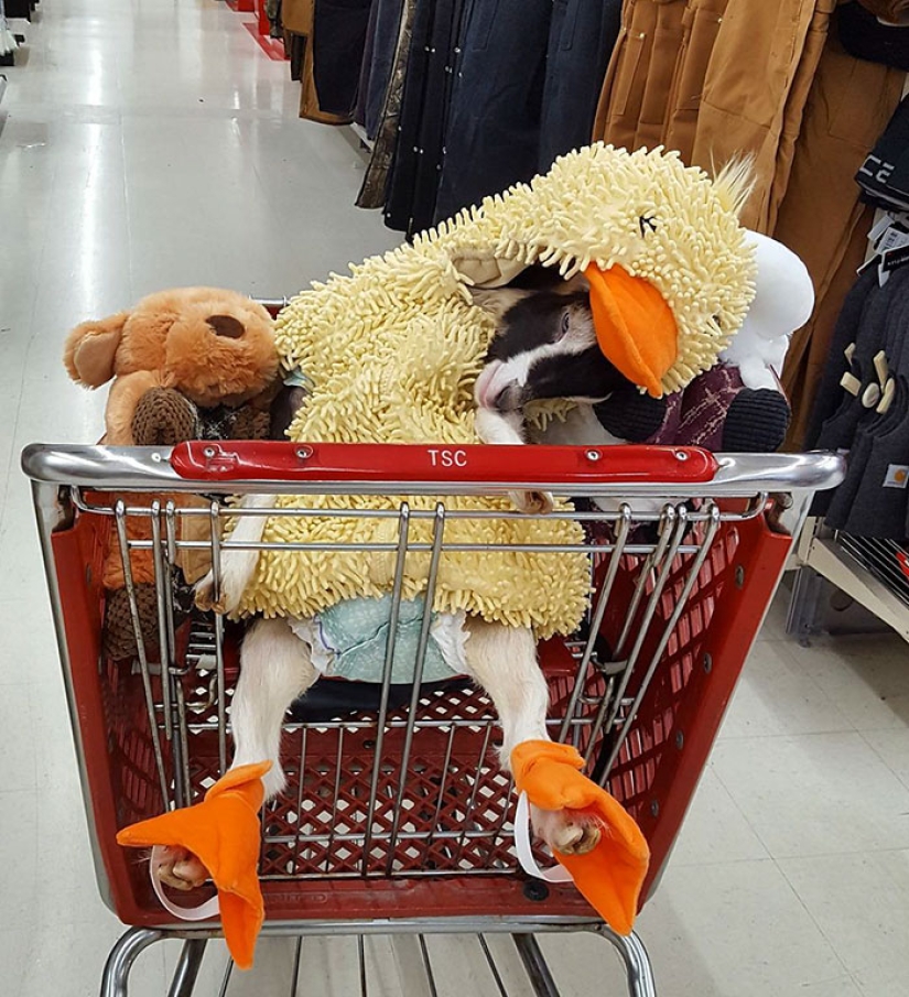 A blind goat suffering from anxiety can only calm down in its favorite duck costume