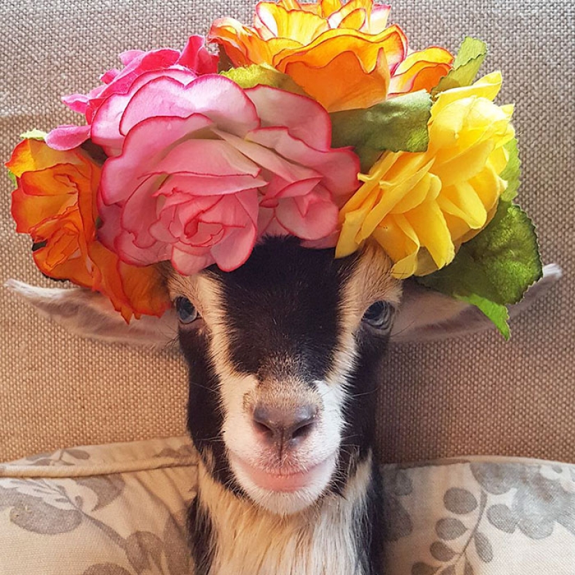 A blind goat suffering from anxiety can only calm down in its favorite duck costume