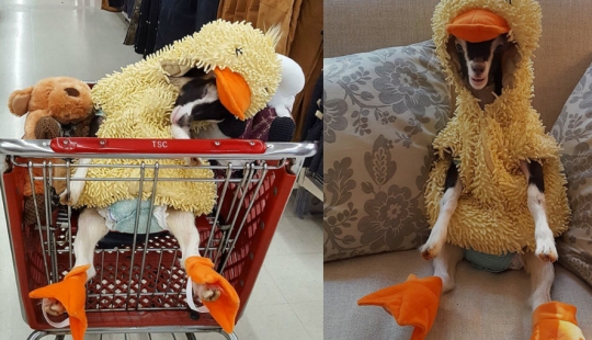 A blind goat suffering from anxiety can only calm down in its favorite duck costume