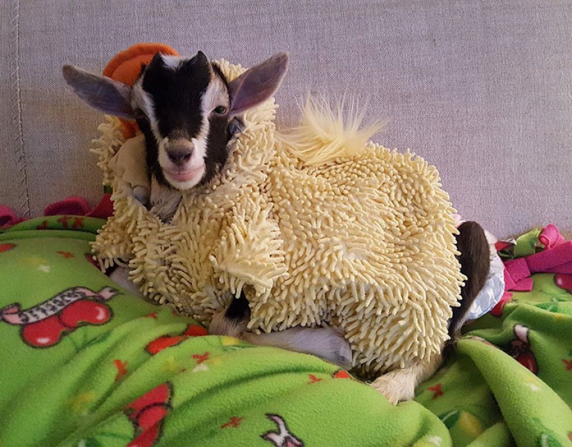 A blind goat suffering from anxiety can only calm down in its favorite duck costume