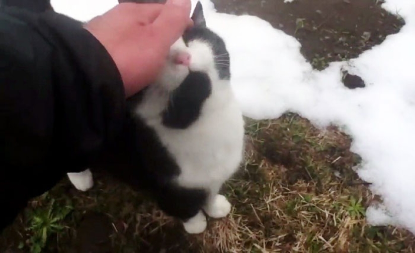 A cat rescued a traveler who got lost in the mountains of Switzerland