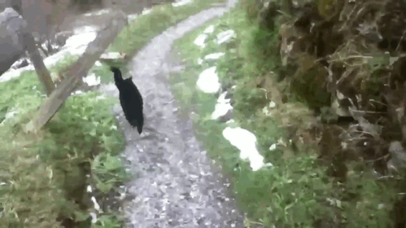 A cat rescued a traveler who got lost in the mountains of Switzerland