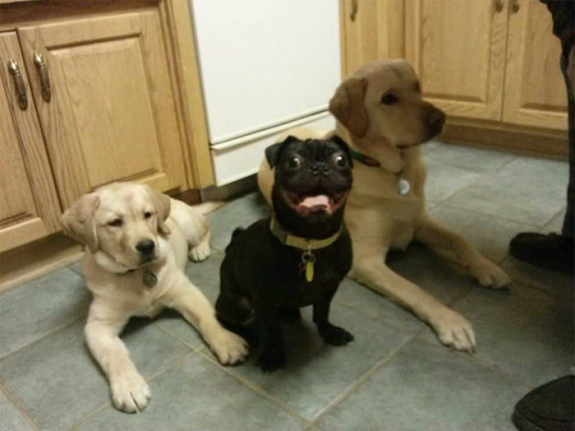 A dog can be funny: it's hard to look at these best friends of a person without a smile