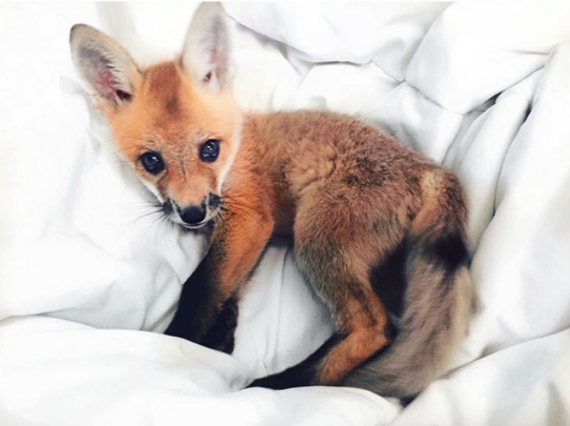 A fox that loves to hunt for an invisible mouse in a sheet