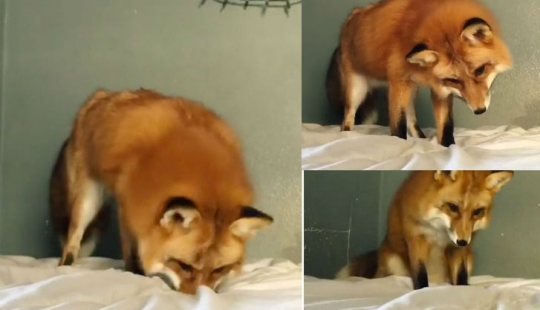 A fox that loves to hunt for an invisible mouse in a sheet