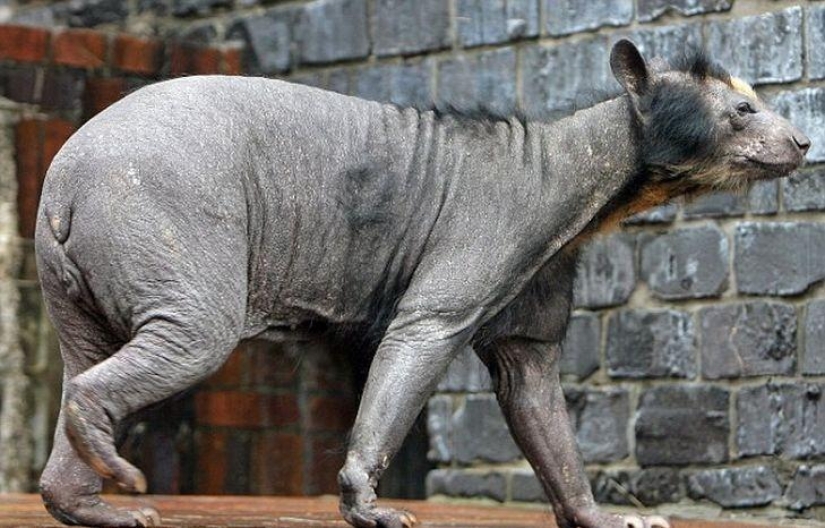 A funny and strange sight: bald animals