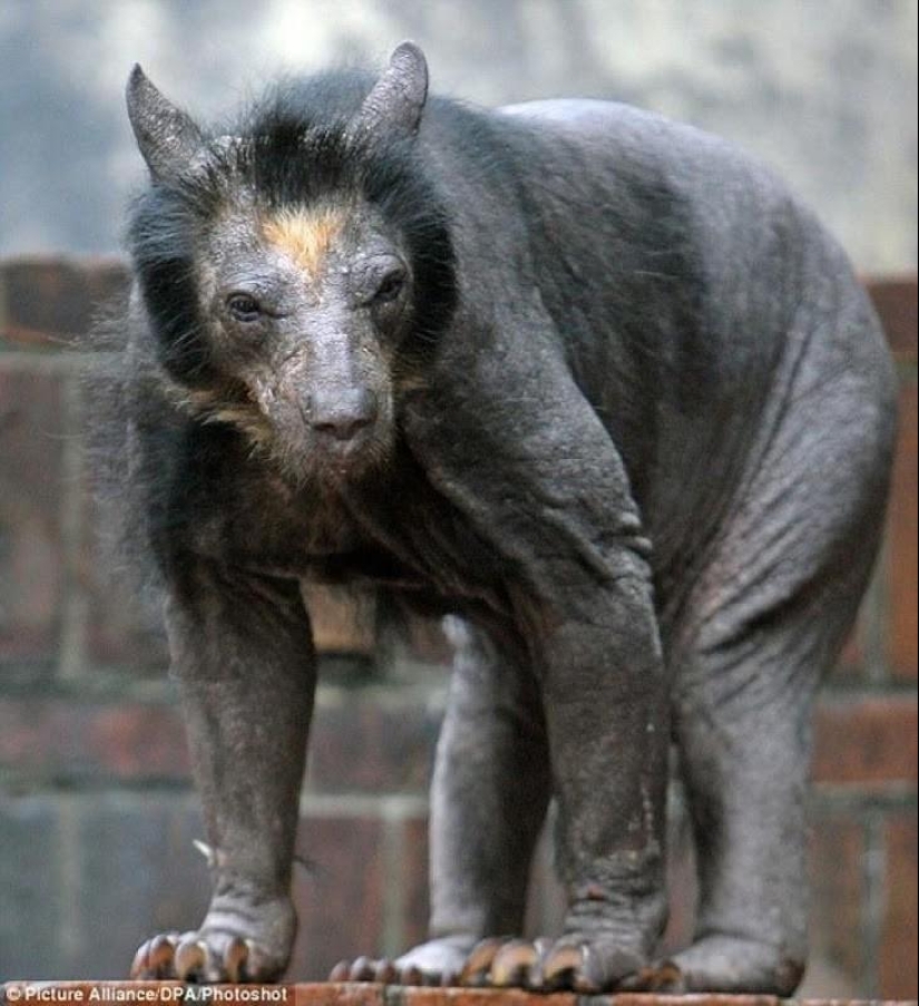 A funny and strange sight: bald animals