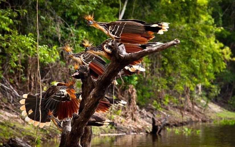 A great photo tour through the Amazon forests