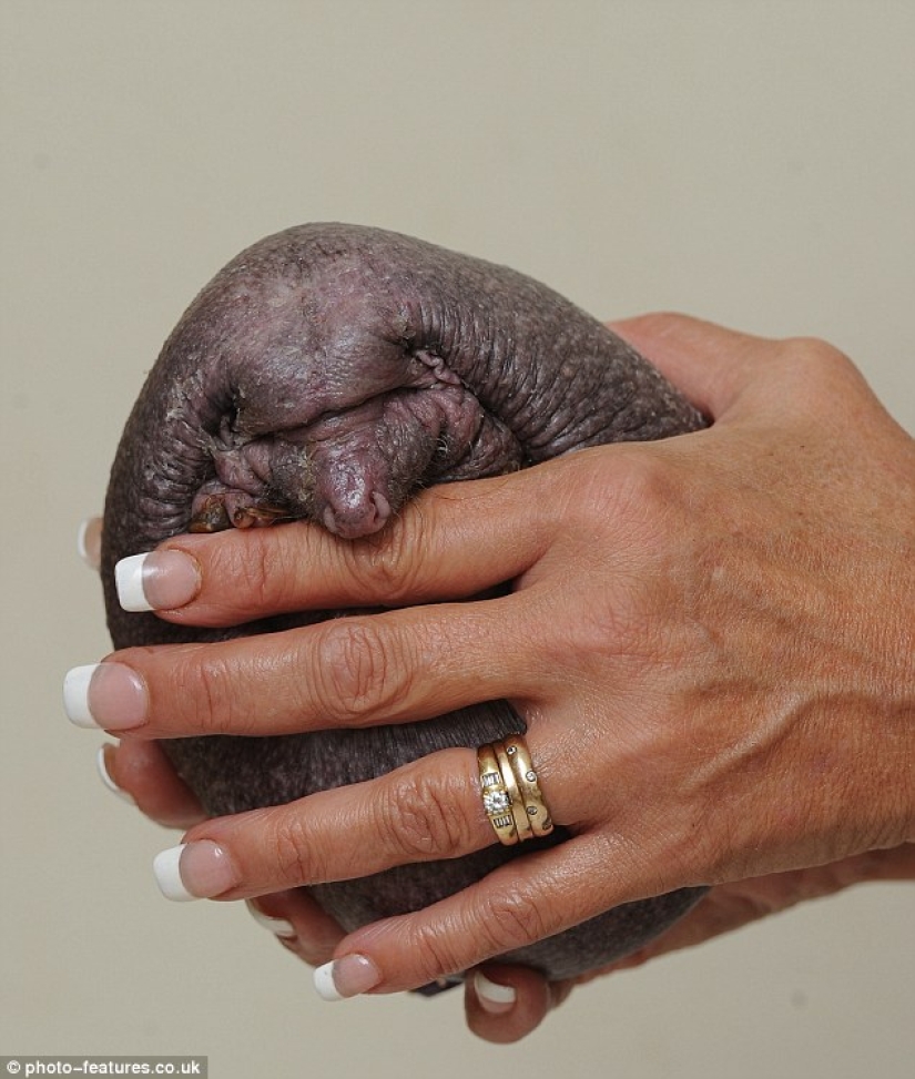 A hedgehog without needles needs regular massage to survive